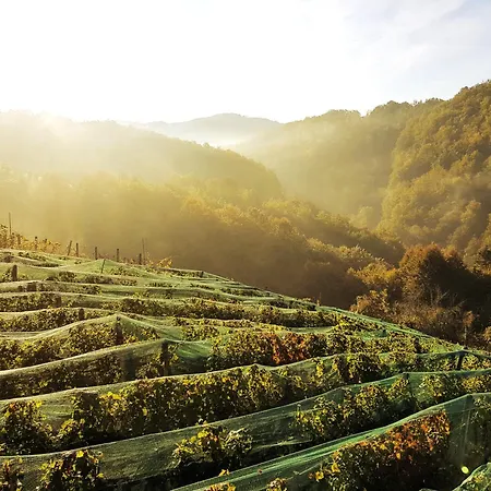 Vineyard Matej Trebnje