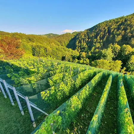 Vineyard Matej Trebnje