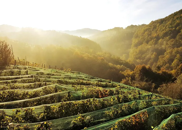 Vineyard Matej Trebnje