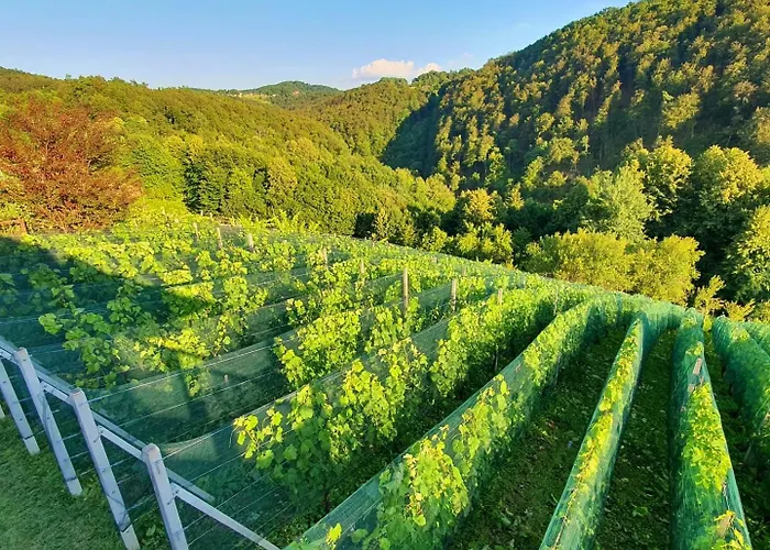 Vineyard Matej Trebnje